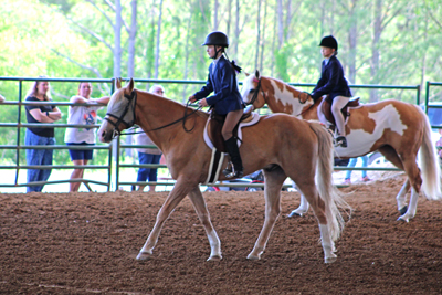 Picture from Catoosa County Saddle Club show