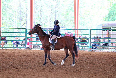 Picture from Catoosa County Saddle Club show