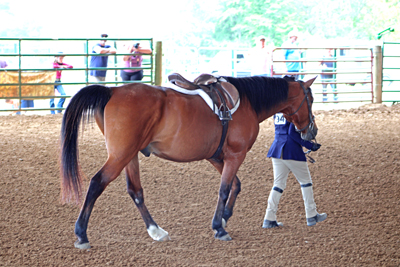 Picture from Catoosa County Saddle Club show
