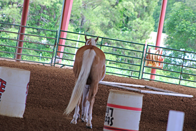 Picture from Catoosa County Saddle Club show