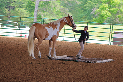 Picture from Catoosa County Saddle Club show