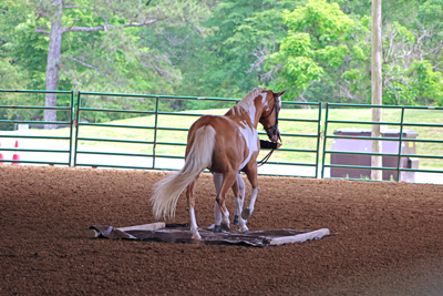 Picture from Catoosa County Saddle Club show