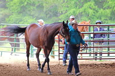Picture from Catoosa County Saddle Club show