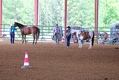 Picture from Catoosa County Saddle Club show