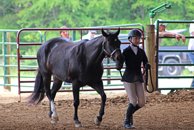 Picture from Catoosa County Saddle Club show