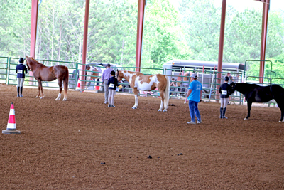 Picture from Catoosa County Saddle Club show