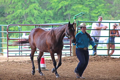 Picture from Catoosa County Saddle Club show