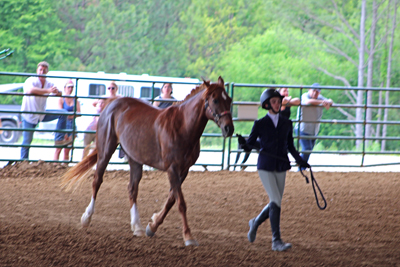 Picture from Catoosa County Saddle Club show