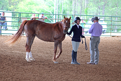 Picture from Catoosa County Saddle Club show