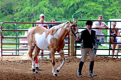 Picture from Catoosa County Saddle Club show