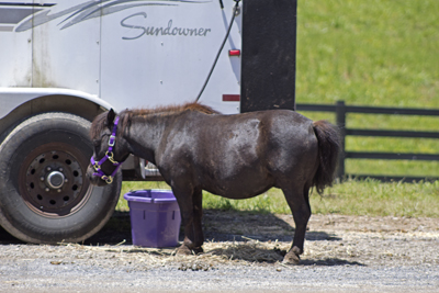 Picture from Catoosa County Saddle Club show