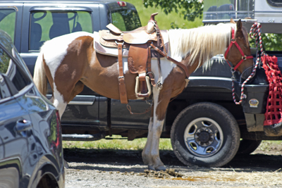 Picture from Catoosa County Saddle Club show