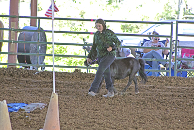 Picture from Catoosa County Saddle Club show