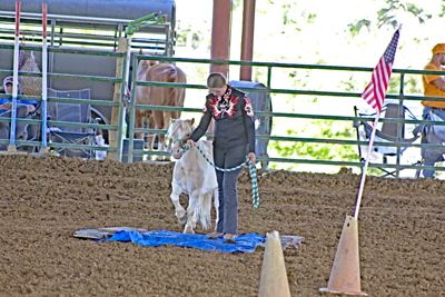 Picture from Catoosa County Saddle Club show