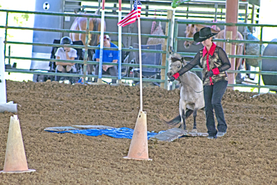 Picture from Catoosa County Saddle Club show