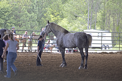 Picture from Catoosa County Saddle Club show