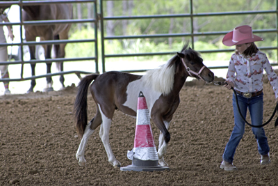 Picture from Catoosa County Saddle Club show