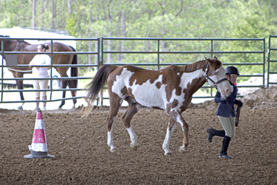 Picture from Catoosa County Saddle Club show