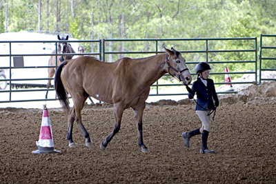 Picture from Catoosa County Saddle Club show