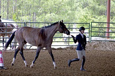 Picture from Catoosa County Saddle Club show