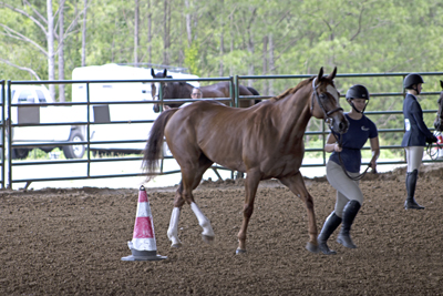 Picture from Catoosa County Saddle Club show