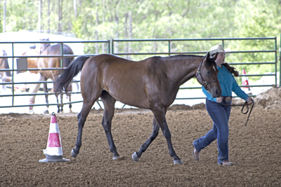 Picture from Catoosa County Saddle Club show