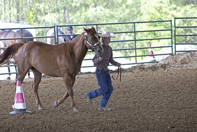 Picture from Catoosa County Saddle Club show