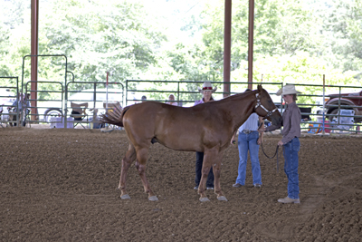 Picture from Catoosa County Saddle Club show