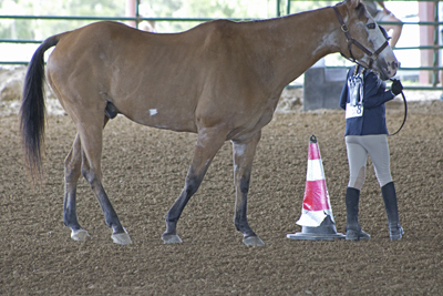 Picture from Catoosa County Saddle Club show