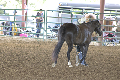Picture from Catoosa County Saddle Club show