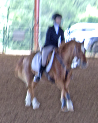 Picture from Catoosa County Saddle Club show