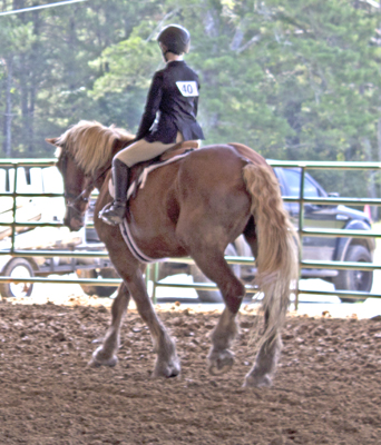 Picture from Catoosa County Saddle Club show