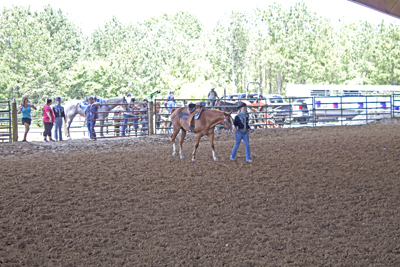 Picture from Catoosa County Saddle Club show