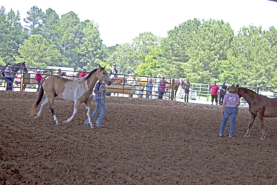 Picture from Catoosa County Saddle Club show