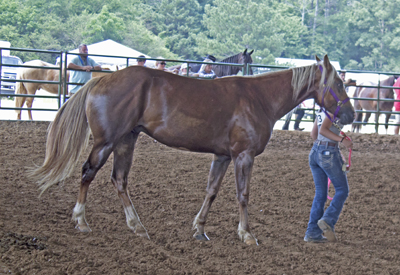 Picture from Catoosa County Saddle Club show