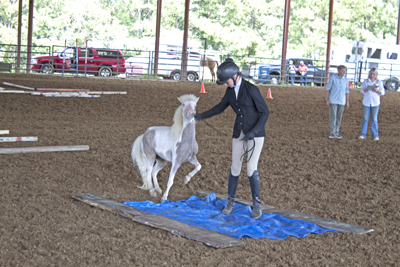 Picture from Catoosa County Saddle Club show