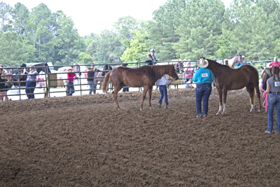 Picture from Catoosa County Saddle Club show