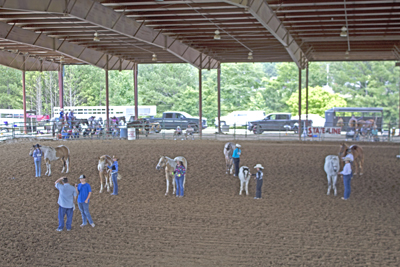 Picture from Catoosa County Saddle Club show
