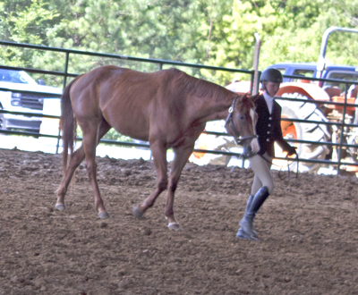 Picture from Catoosa County Saddle Club show
