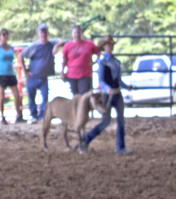 Picture from Catoosa County Saddle Club show