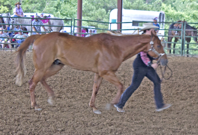 Picture from Catoosa County Saddle Club show