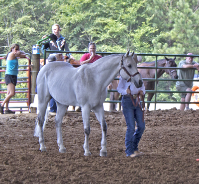 Picture from Catoosa County Saddle Club show