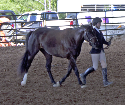 Picture from Catoosa County Saddle Club show