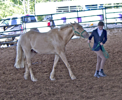 Picture from Catoosa County Saddle Club show