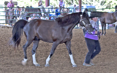 Picture from Catoosa County Saddle Club show