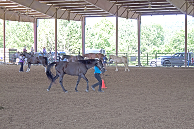 Picture from Catoosa County Saddle Club show
