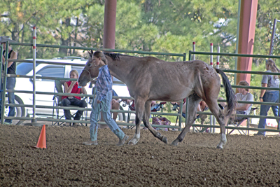 Picture from Catoosa County Saddle Club show