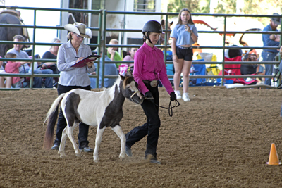 Picture from Catoosa County Saddle Club show