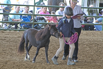 Picture from Catoosa County Saddle Club show