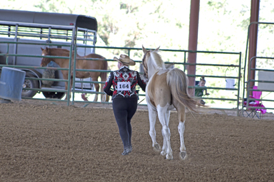 Picture from Catoosa County Saddle Club show